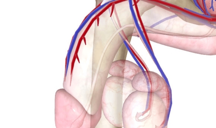 Loša opskrba krvlju penisa